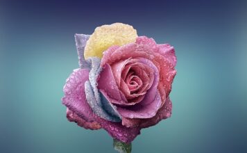 Czym się różni most od pomostu?