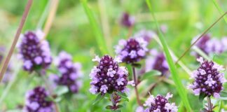 Jak dostać się na wymianę?