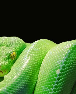 Co to jest język Python? Co to jest język Python?