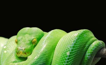 Co to jest język Python?