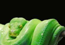 Co po kursie Python?