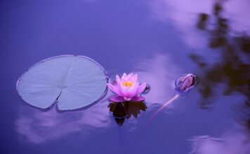 Czy medytacja to mindfulness?
