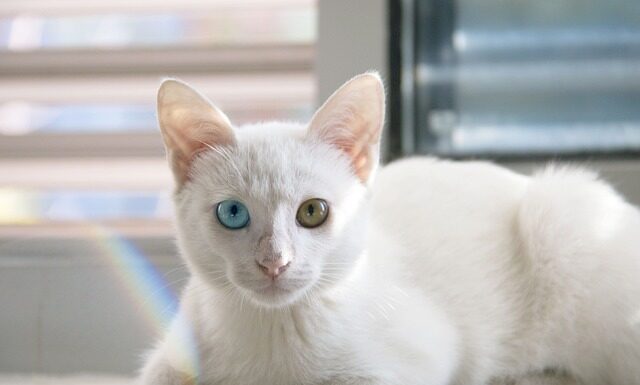 Na czym polega wiekowanie?