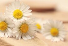 Czy warto robić PMP?